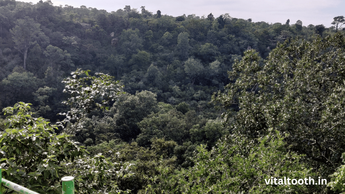 Nallamala Jungle View 1